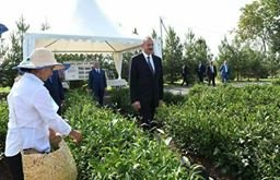 “Cənab Prezidentin imzaladığı Dövlət Proqramı çayçılığın sürətli inkişafında yeni mərhələ olacaqdır”