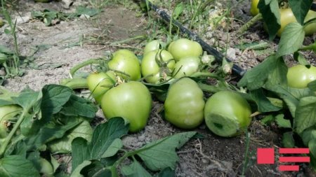 Göyçayda qadın fermerin pomidor istixanası dağıdılıb, 8 min manat ziyan vurulub