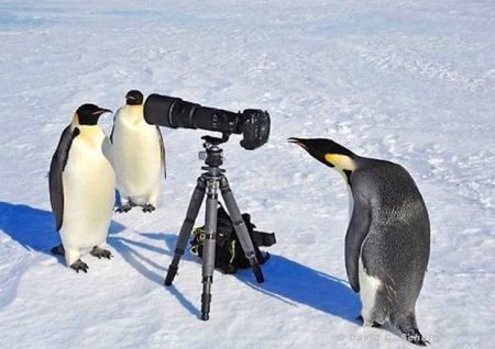 Antarktidada pinqivinlər selfi çəkdirdi – VİDEO