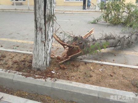 Salyanda güclü külək bir neçə ağacı aşırıb - FOTO