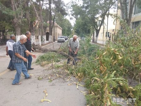 Salyanda güclü külək bir neçə ağacı aşırıb - FOTO