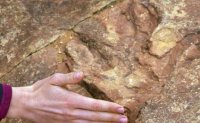 Dinozavrlardan daha qədim - 500 milyon yaşı olan canlı tapılıb